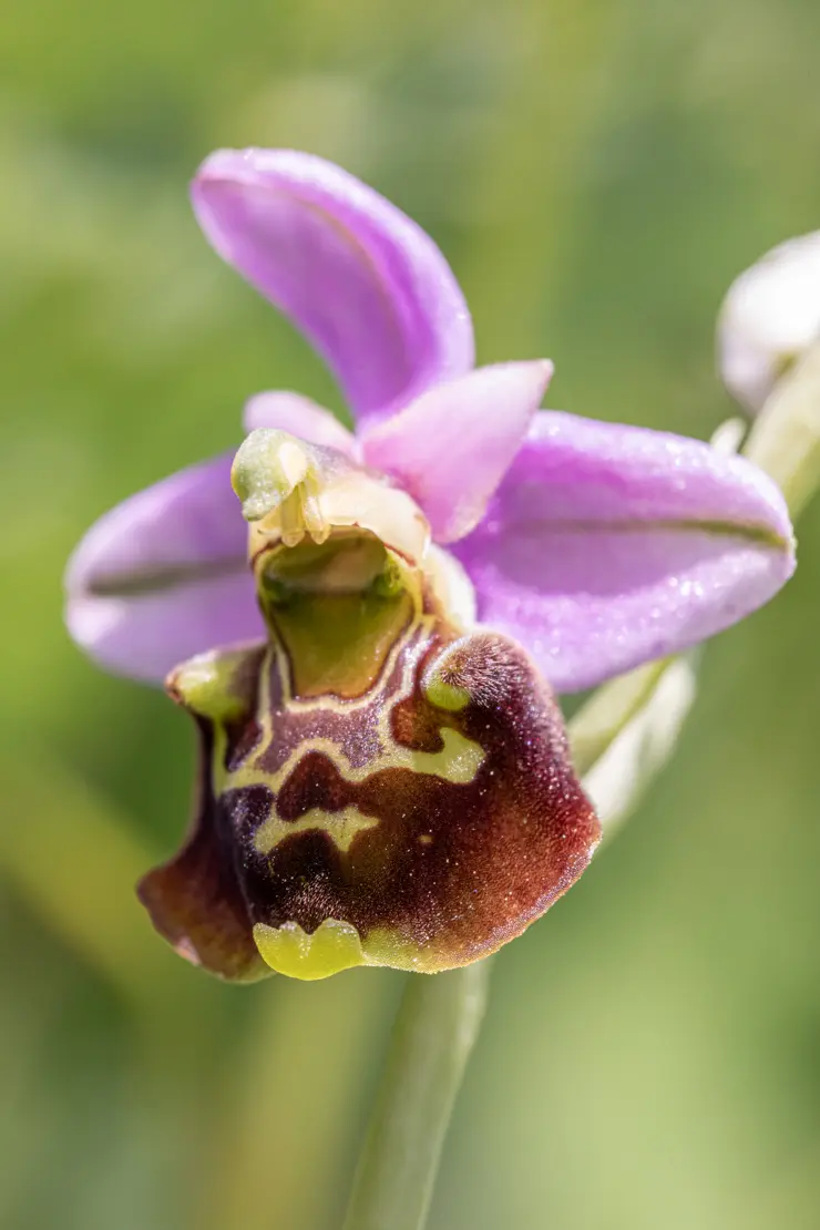 Gewöhnliche Hummel-Ragwurz (Ophrys holosericea) [2]